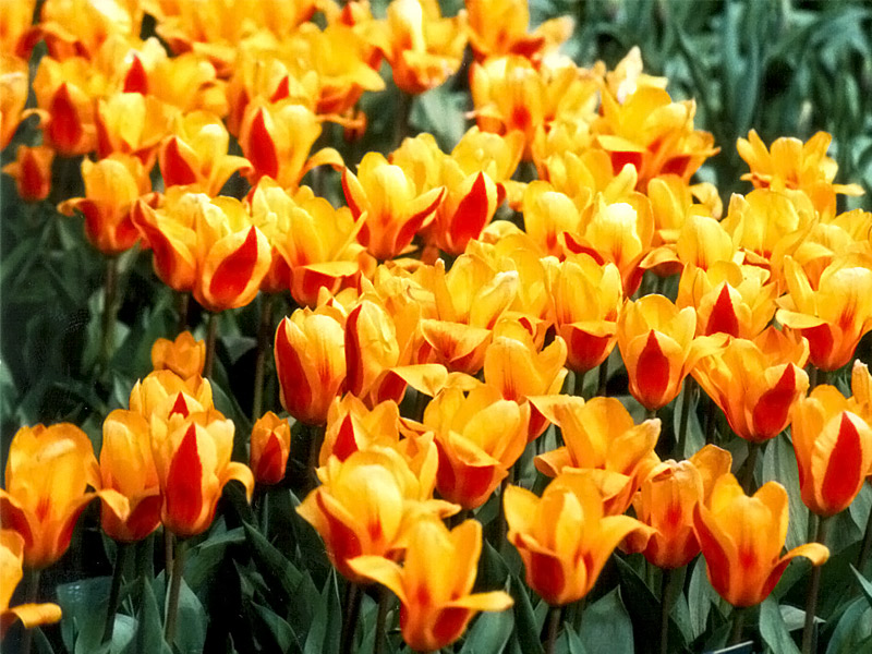 Keukenhof Gardens 4-10