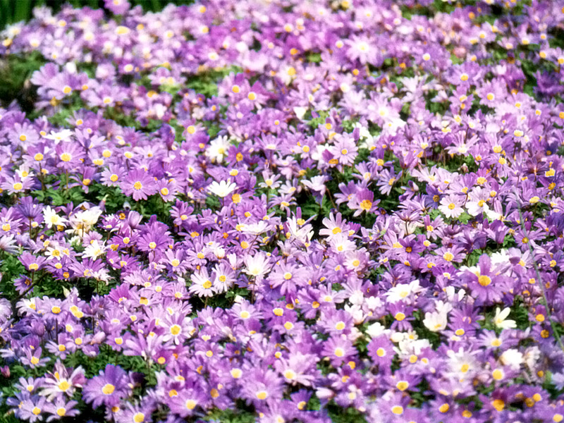 Keukenhof Gardens 4-12