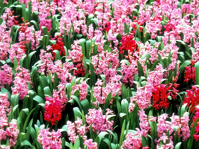 Keukenhof Gardens 4-15
