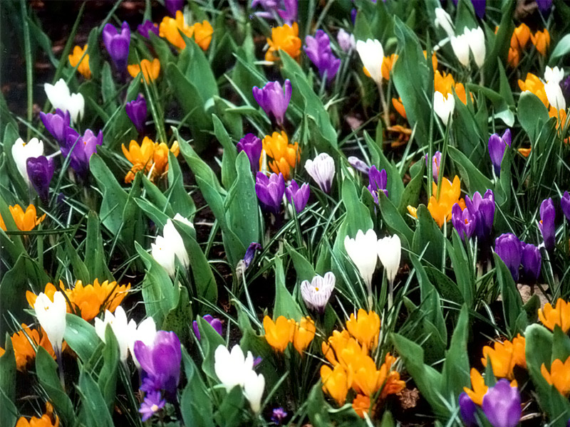 Keukenhof Gardens 4-16