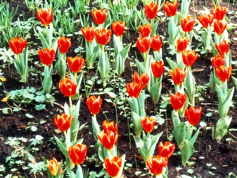 Keukenhof Gardens 4-17