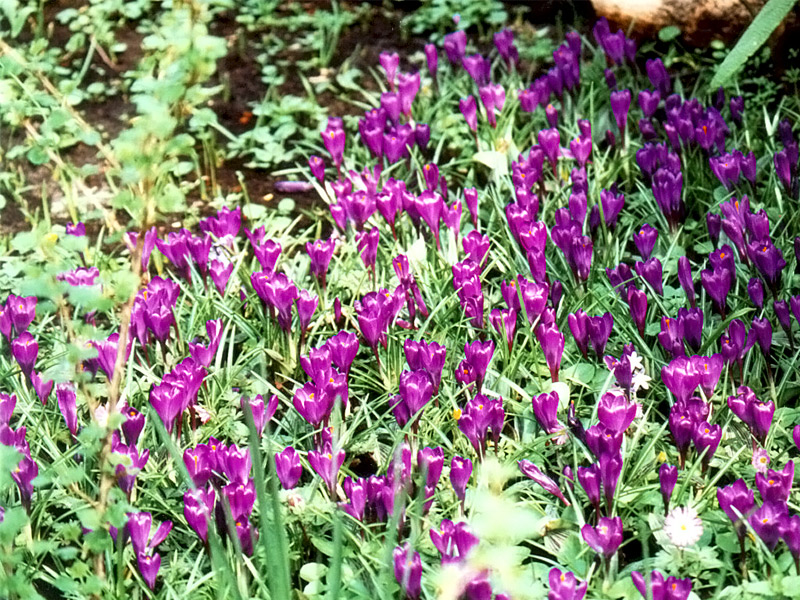 Keukenhof Gardens 4-18