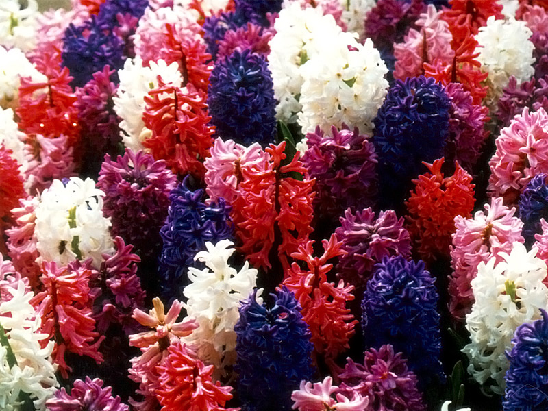 Keukenhof Gardens 4-19