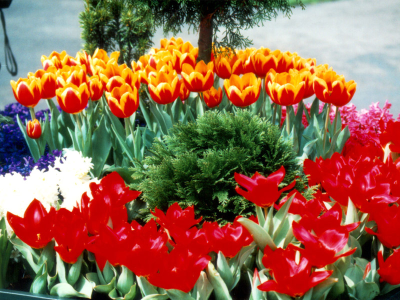 Keukenhof Gardens 4-21