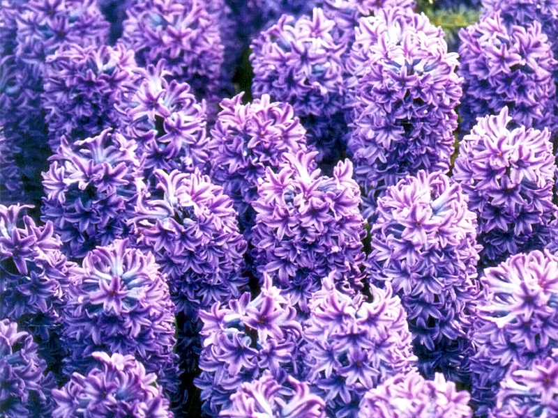 Keukenhof Gardens 4-24