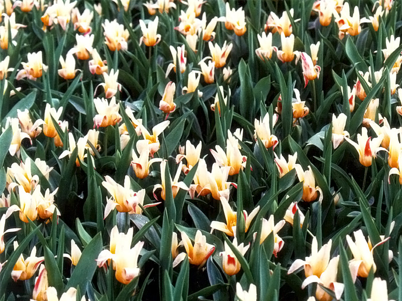 Keukenhof Gardens 4-25