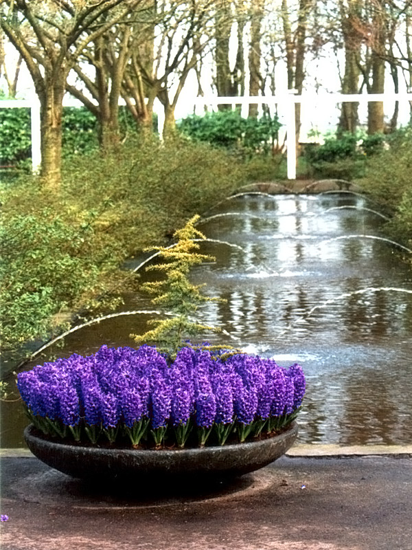 Keukenhof Gardens 4-26