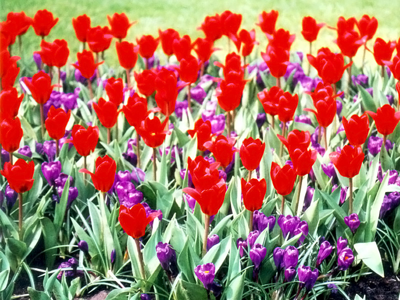 Keukenhof Gardens 4-28