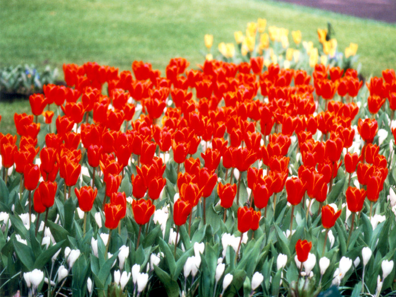 Keukenhof Gardens 4-29