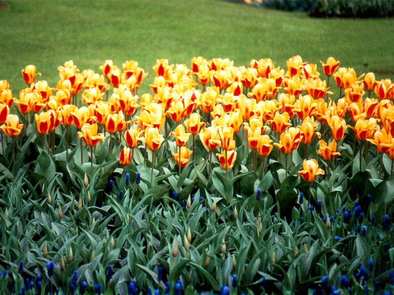 Keukenhof Gardens 4-3