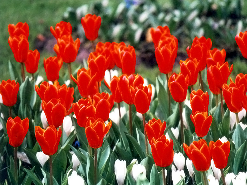 Keukenhof Gardens 4-30