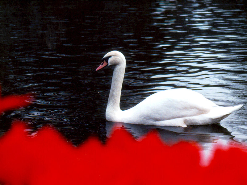 Keukenhof Gardens 4-5
