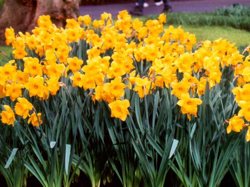 Keukenhof Gardens 4-7