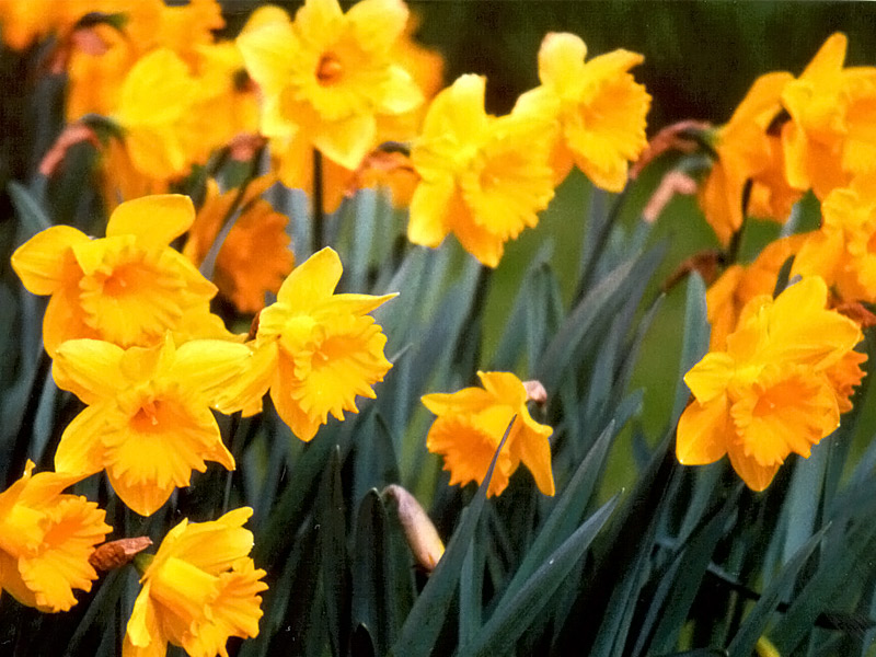Keukenhof Gardens 4-8