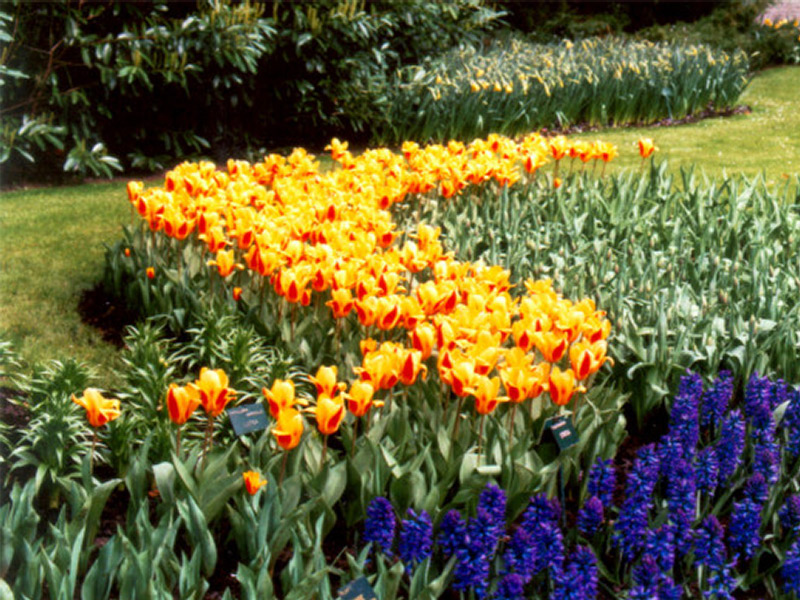 Keukenhof Gardens 4-9